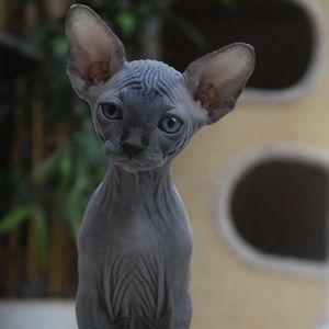 Meet your Posher, Miranda